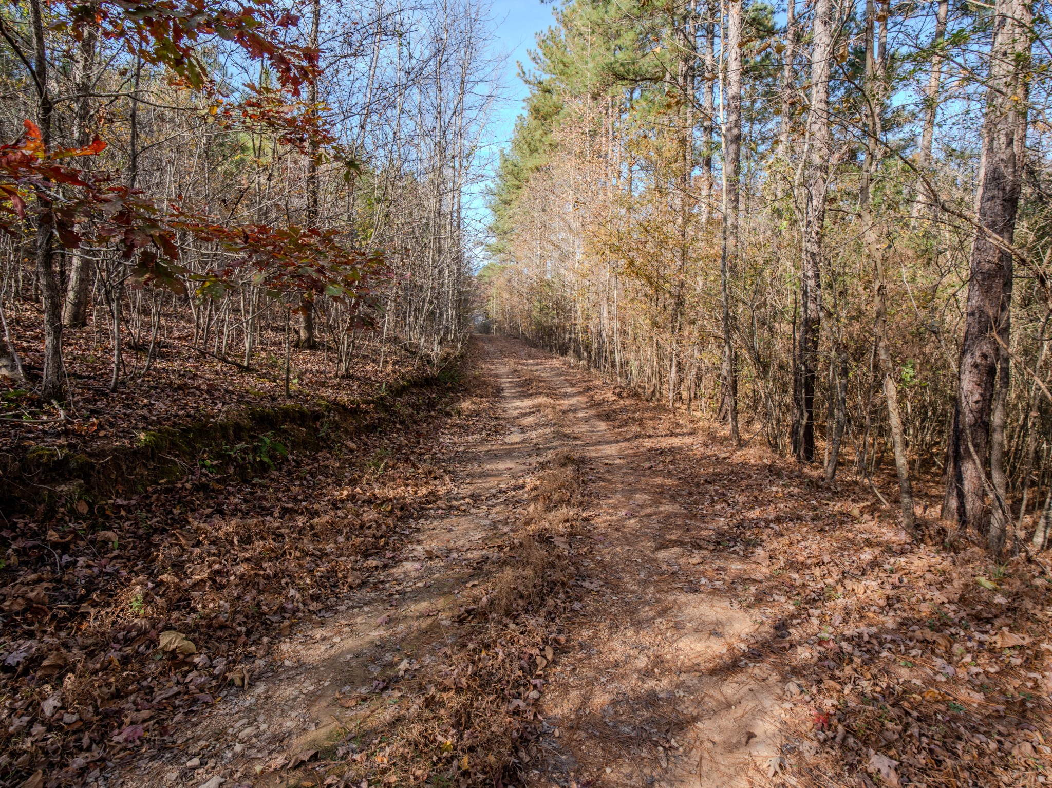 0 Hood Hollow Road Five Points, TN 38457 - Photo 26 of 28 a view of a yard with trees
