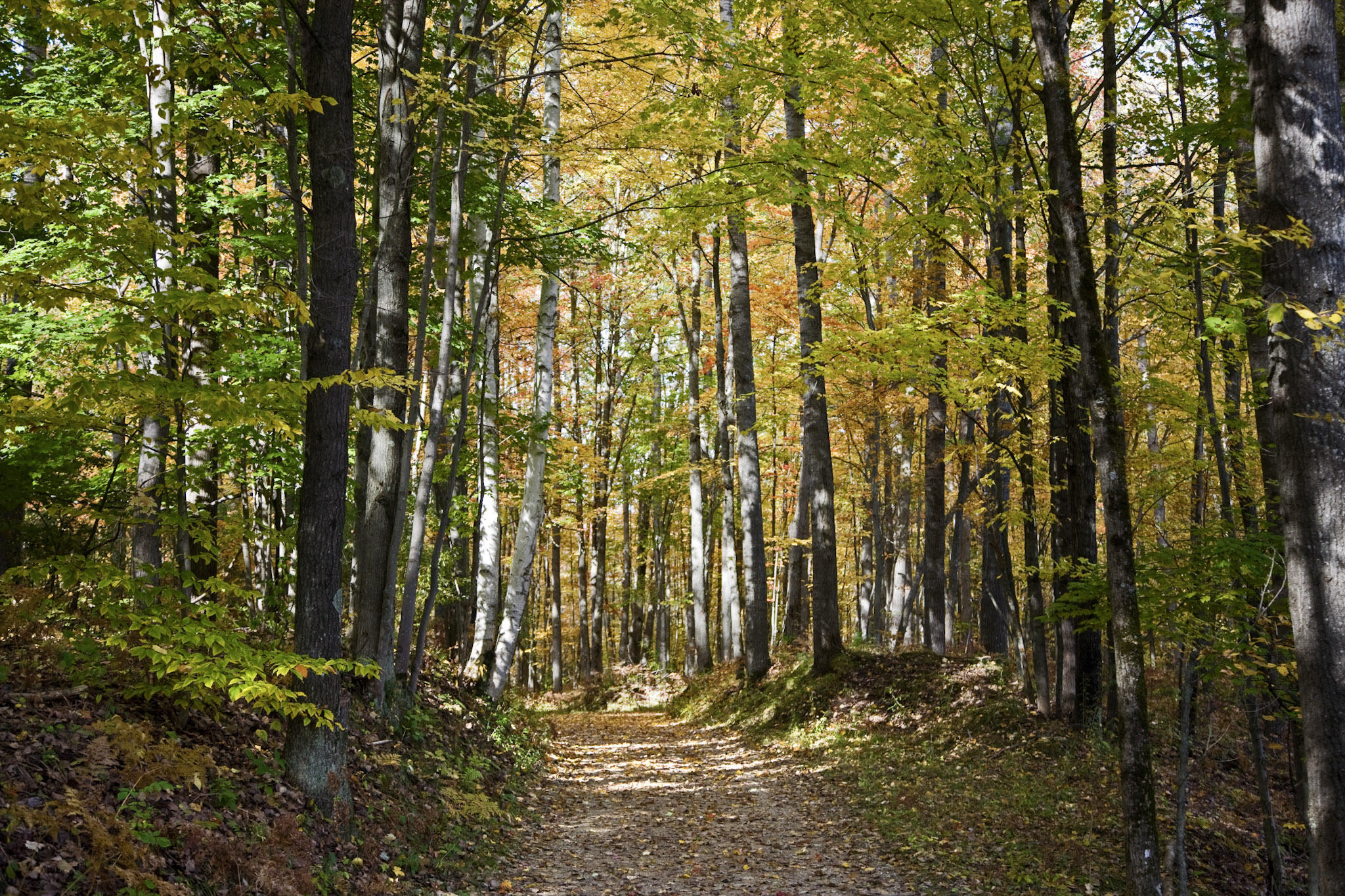 4185 North Taylor Road Branch, MI 49402 - Photo 30 of 56 20-Drive_003