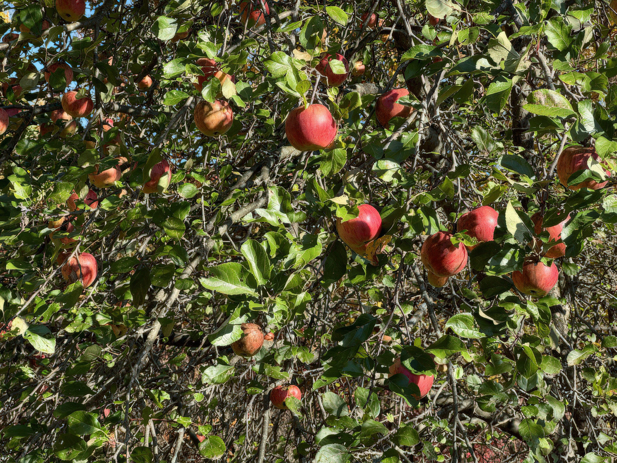 4185 North Taylor Road Branch, MI 49402 - Photo 53 of 56 43-9344C80Cb-EFAC-4234-B58C-176D1F8319A0
