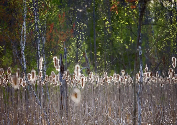 $739,000 | 4185 North Taylor Road, Branch, MI 49402