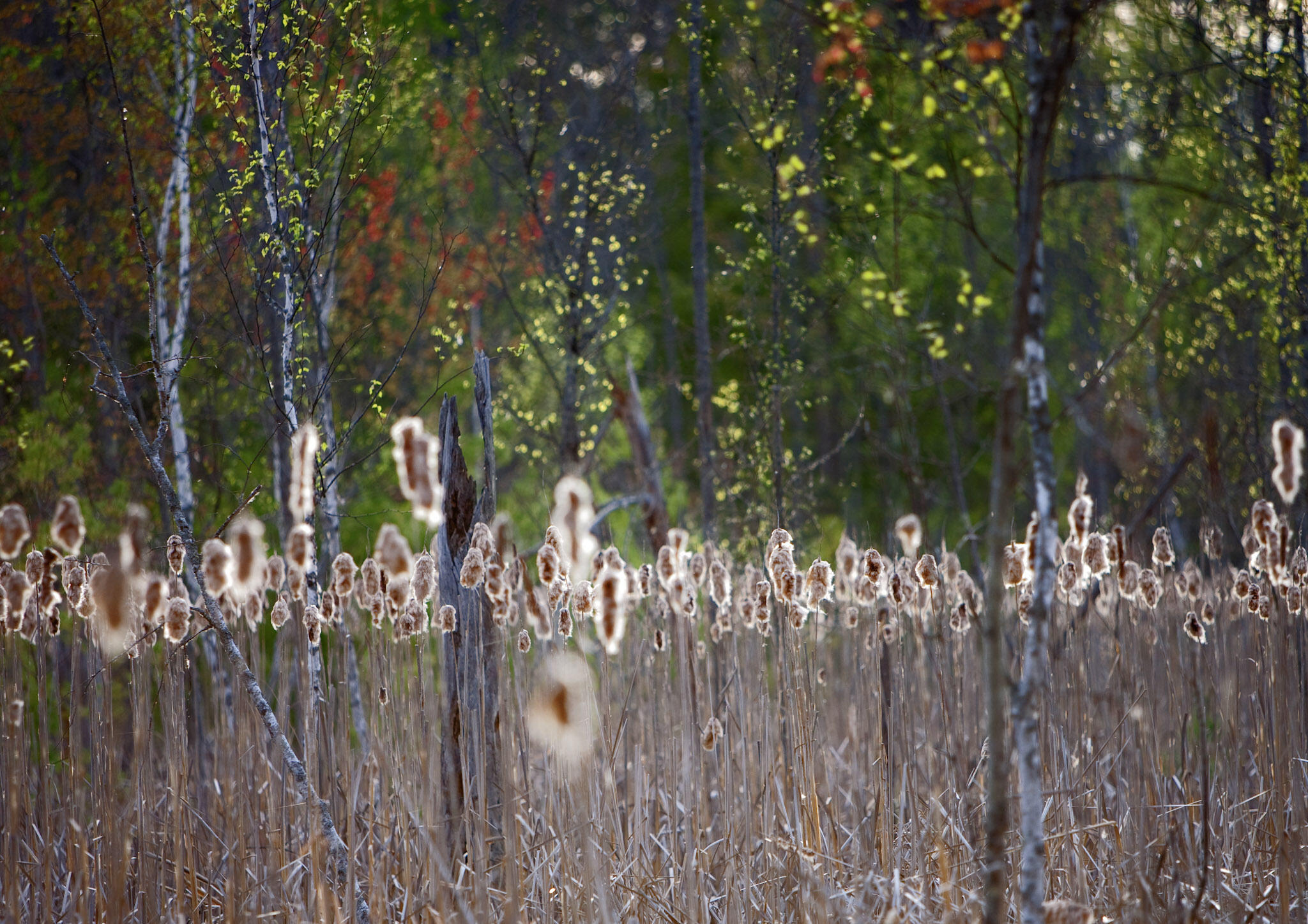 4185 North Taylor Road Branch, MI 49402 - Photo 54 of 56 45-0730