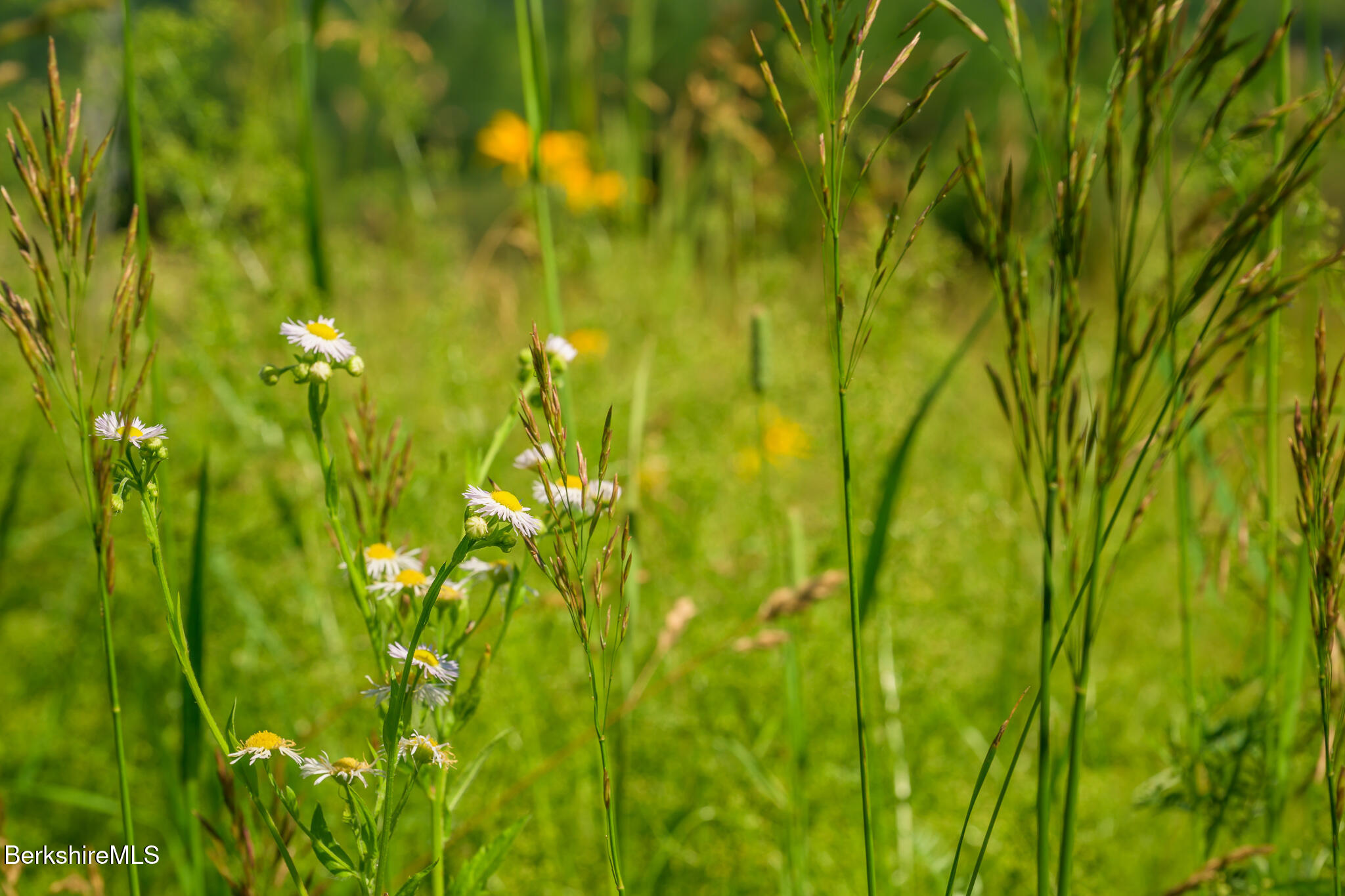 36 Yale Hill Road Stockbridge, MA 01262 - Photo 57 of 60 Meadow flowers