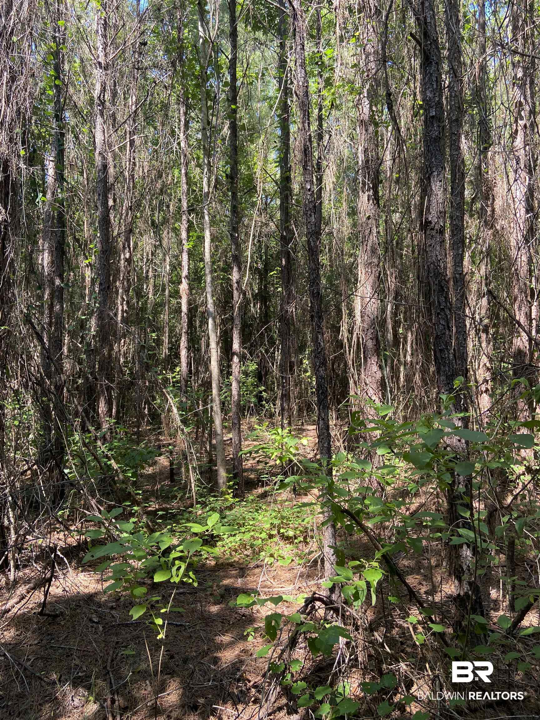 0 Mail Road Castleberry, AL 36432 - Photo 2 of 6