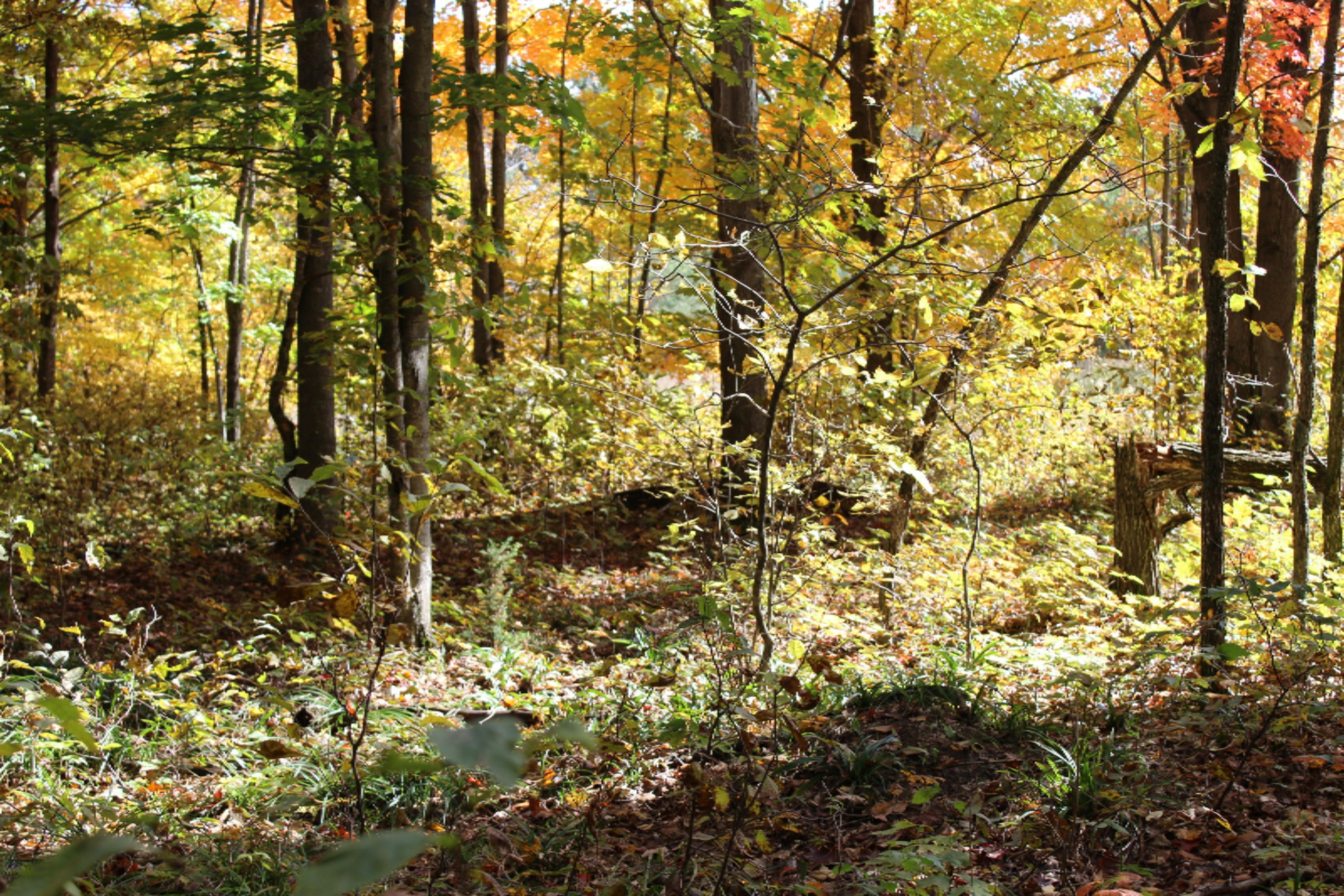 200 V Springdale Road Thompsonville, MI 49683 - Photo 13 of 18 IMG_0899