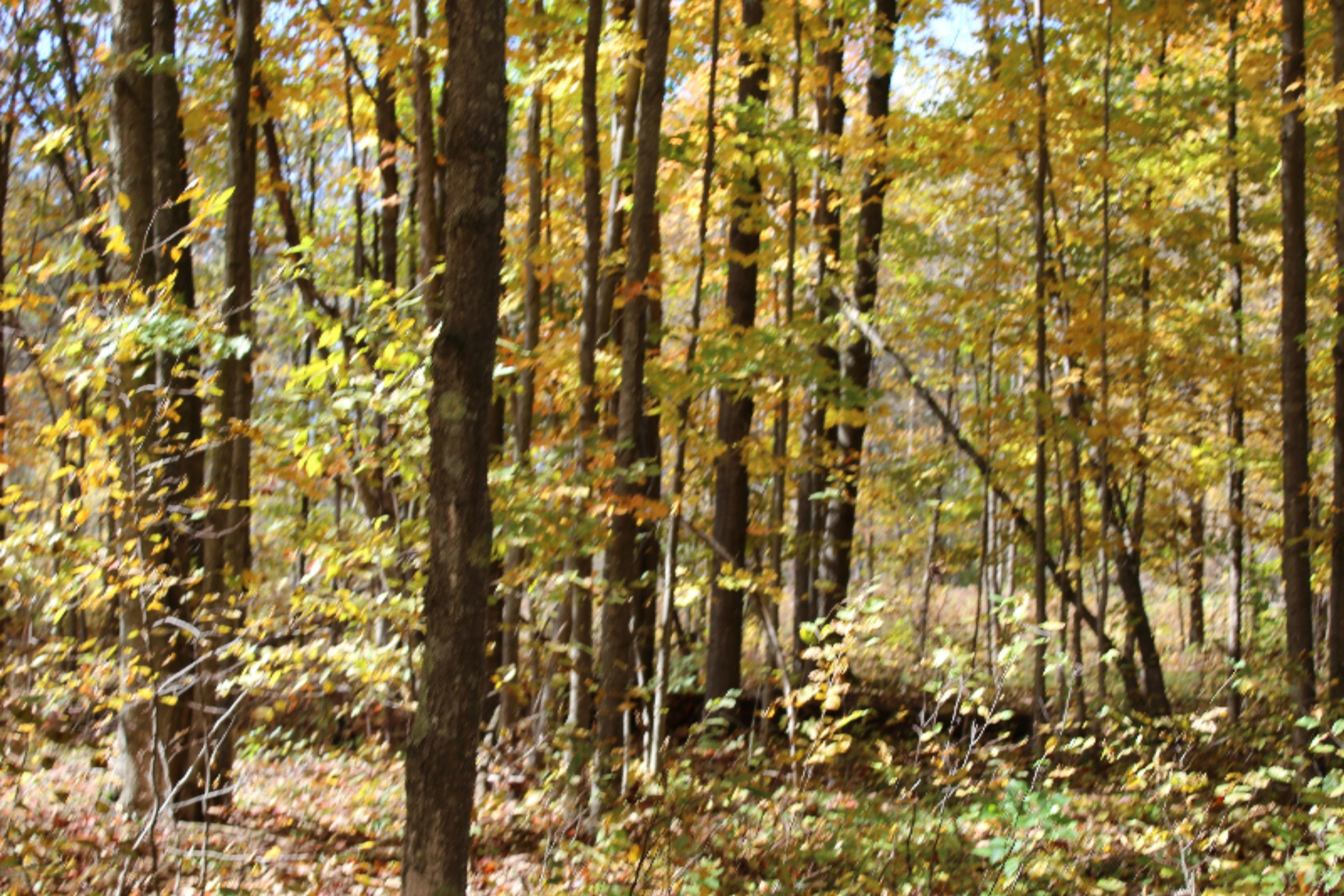200 V Springdale Road Thompsonville, MI 49683 - Photo 14 of 18 IMG_0900