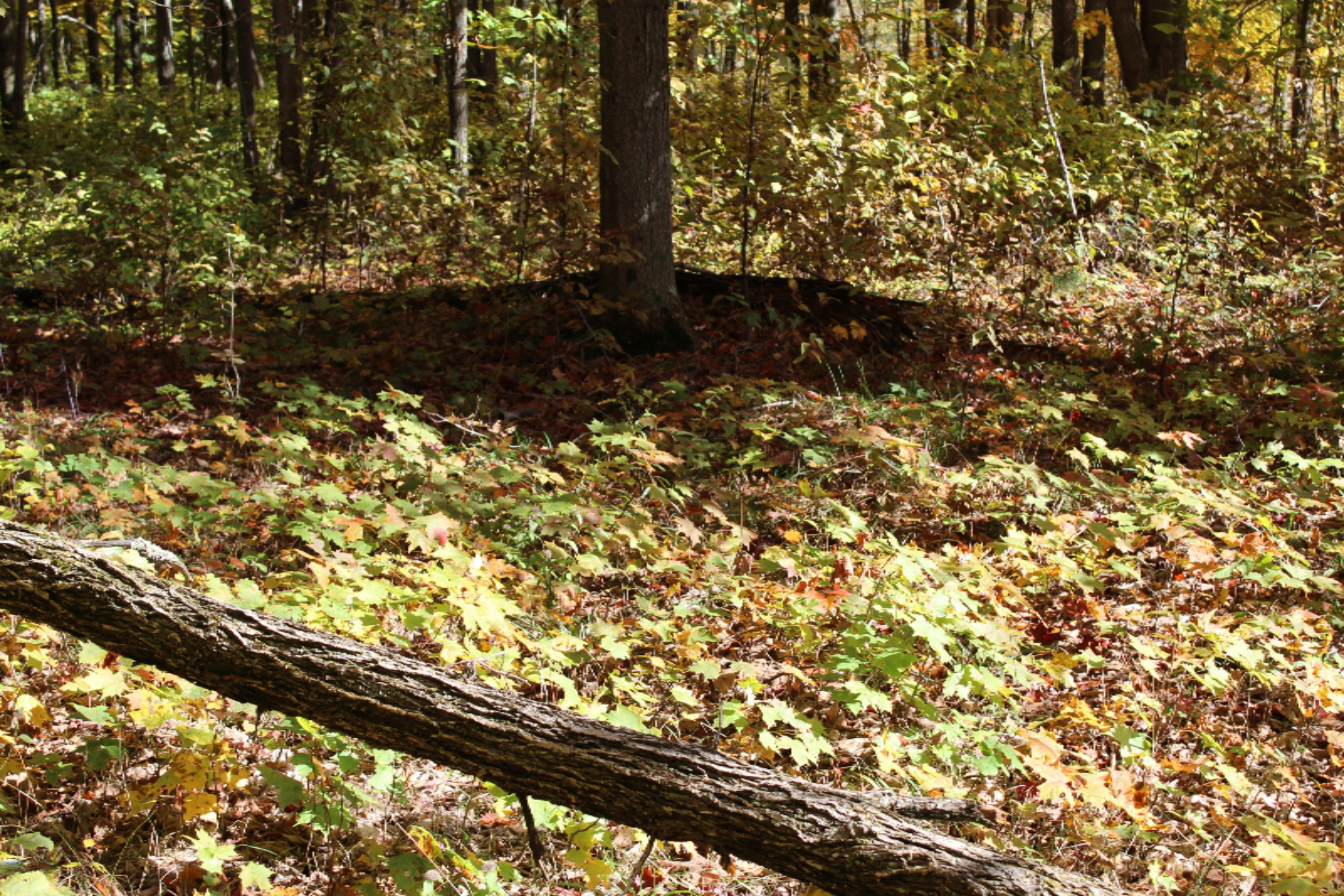 200 V Springdale Road Thompsonville, MI 49683 - Photo 15 of 18 IMG_0901