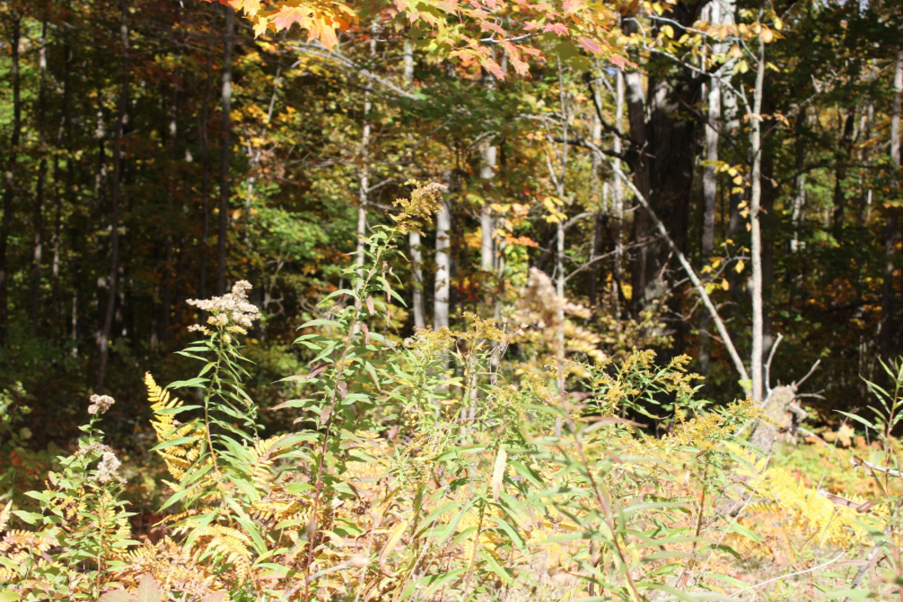 200 V Springdale Road Thompsonville, MI 49683 - Photo 16 of 18 IMG_0902