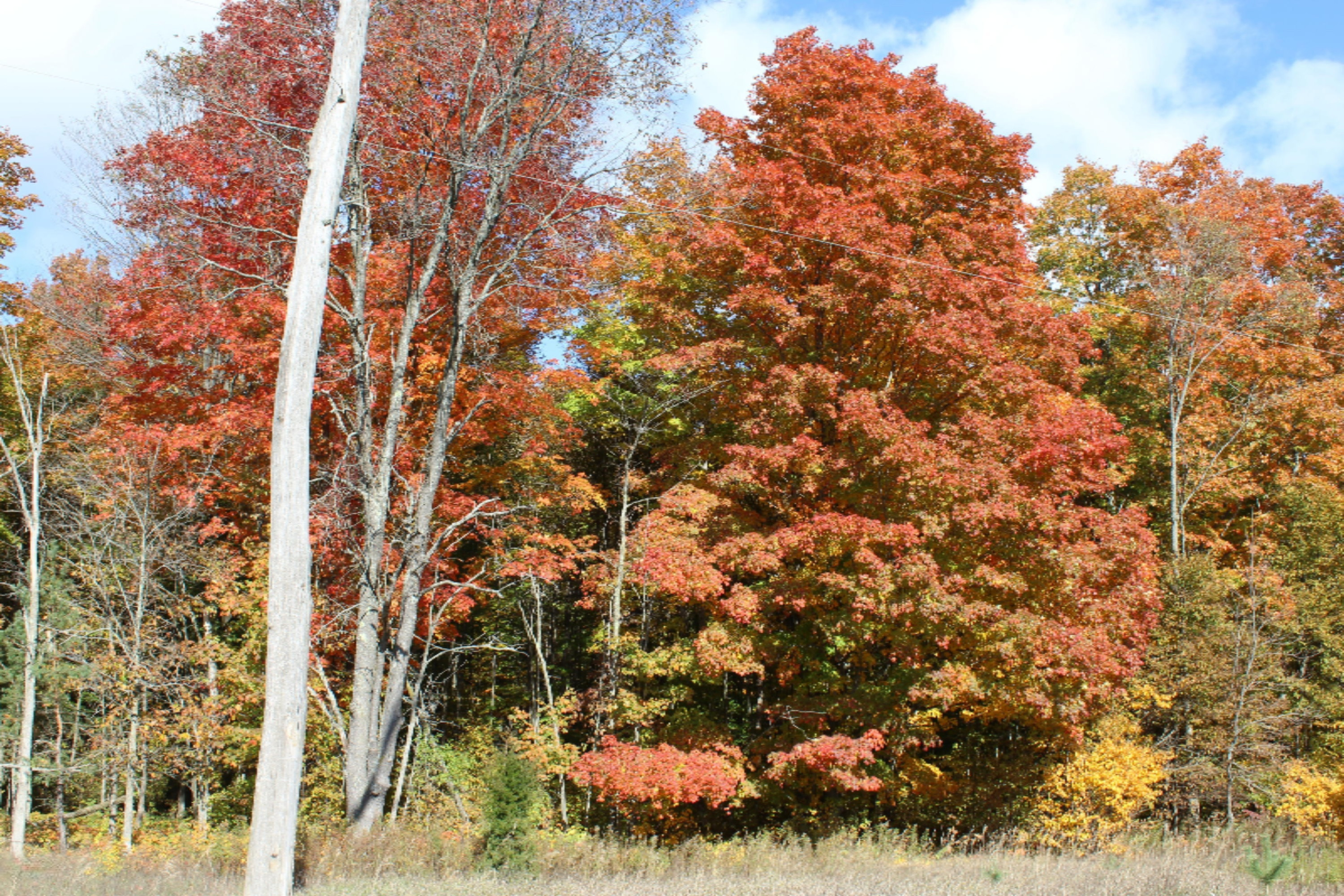 200 V Springdale Road Thompsonville, MI 49683 - Photo 18 of 18 IMG_0904