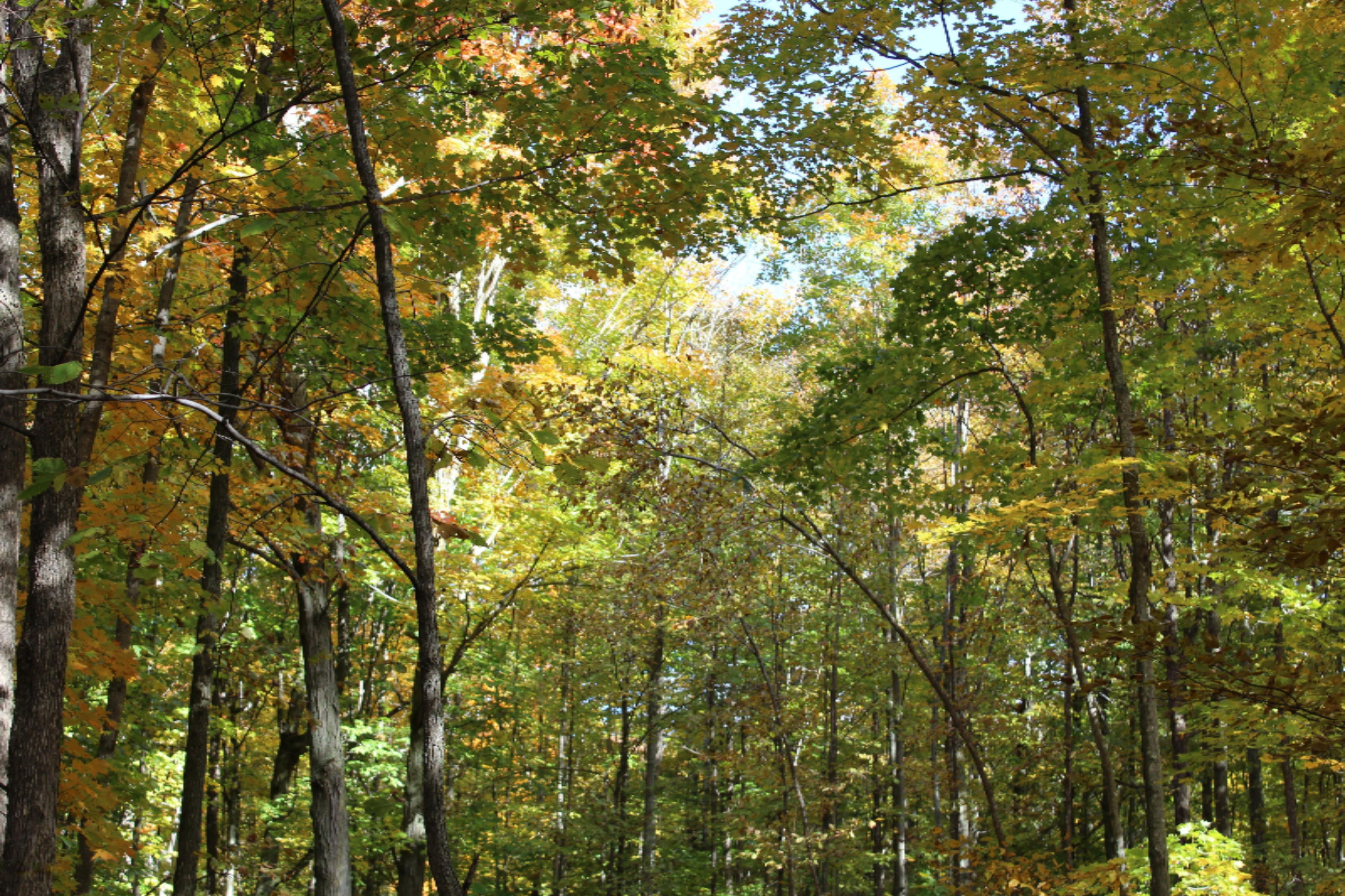 200 V Springdale Road Thompsonville, MI 49683 - Photo 10 of 18 IMG_0896