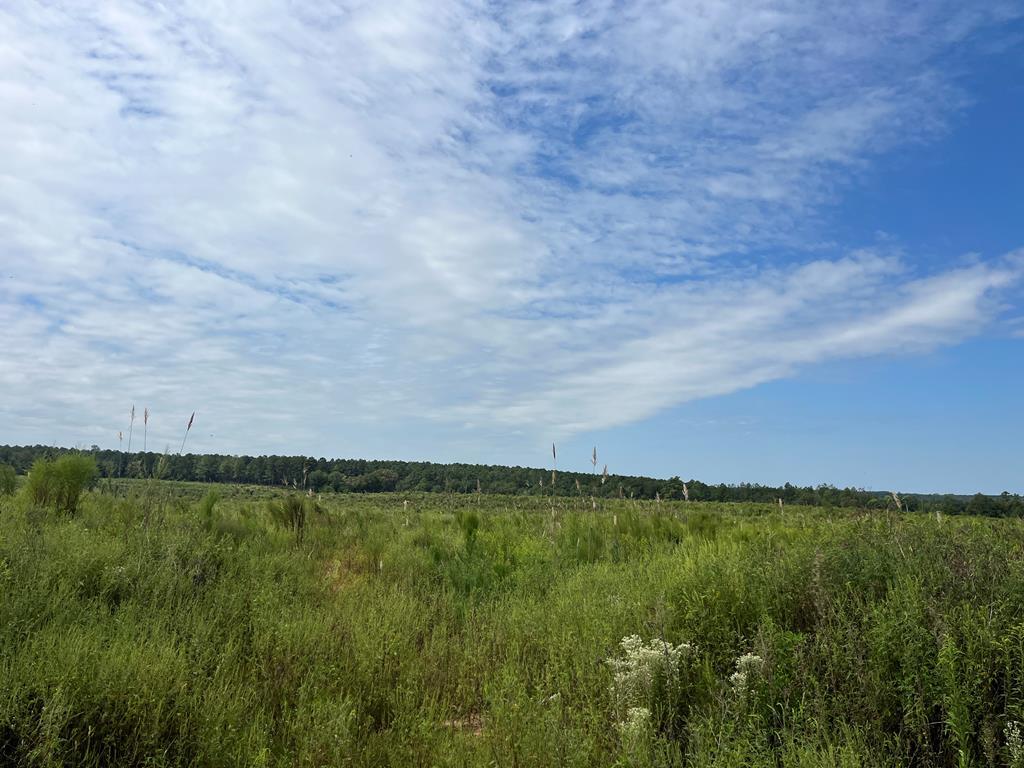 . Pea Market Road Columbia, AL 36319 - Photo 2 of 6