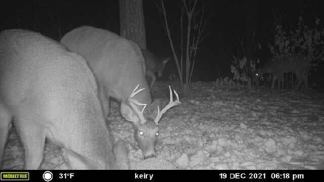 35 Beech Ridge Road North Berwick, ME 03906 - Photo 73 of 94 deer