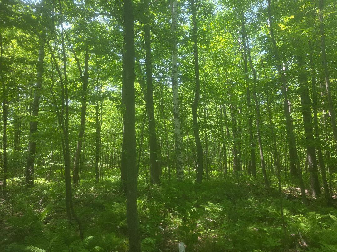 0 26 1/2 Cumberland, WI 54829 - Photo 3 of 11