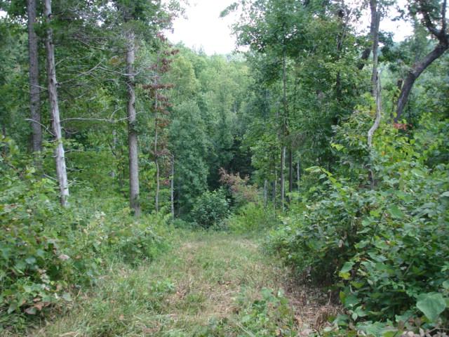 3 Timber Line Road Ferrum, VA 24088 - Photo 16 of 18 a view of a lush green forest