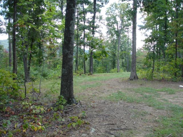 3 Timber Line Road Ferrum, VA 24088 - Photo 7 of 18 a view of a forest that has large trees