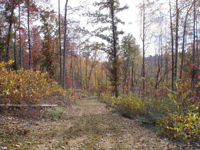 3 Timber Line Road Ferrum, VA 24088 - Photo 10 of 18 a view of forest