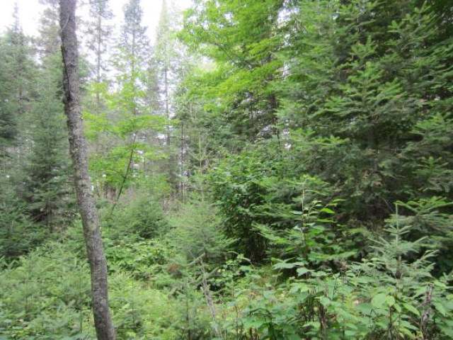 5813 West Great Northern Trails Road Mercer, WI 54547 - Photo 10 of 14 Gallery Image 10