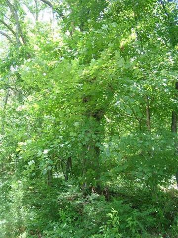 Lot 76 Toestring Cove Rd Spring, Unit 76 Spring City, TN 37381 - Photo 8 of 12 20155509-7
