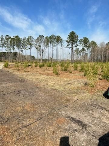 675 Long Branch Road Greeleyville, SC 29056 - Photo 7 of 8 Gallery Image 7
