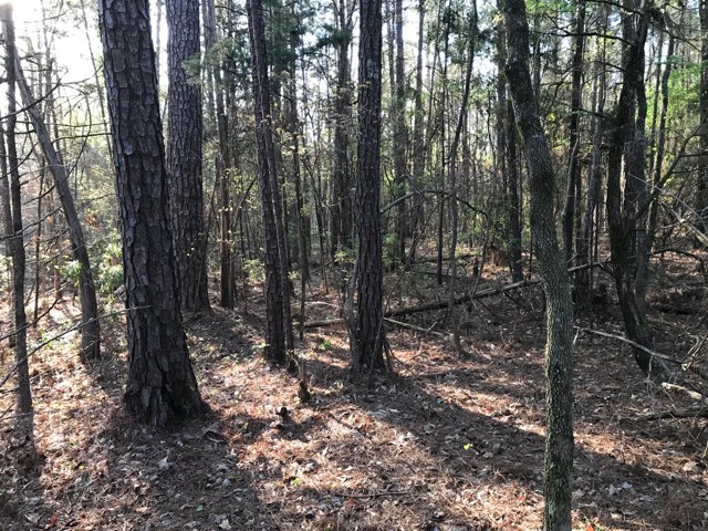 0 Hudson Mill Road Hamilton, GA 31811 - Photo 8 of 10 Woods 1