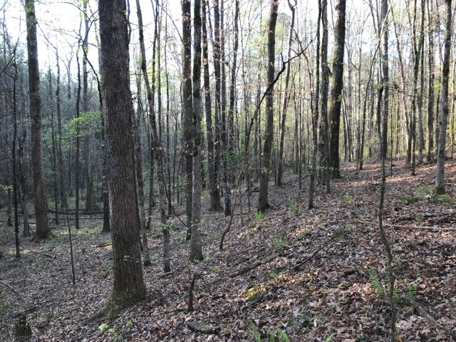 0 Hudson Mill Road Hamilton, GA 31811 - Photo 10 of 10 Woods 3