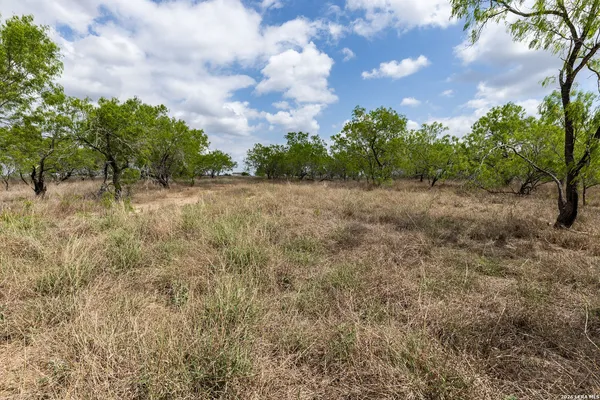 a view of a plant with a tree