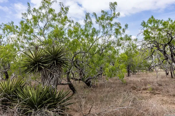 a view of a yard with plants and trees