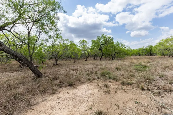 a view of a forest filled with trees