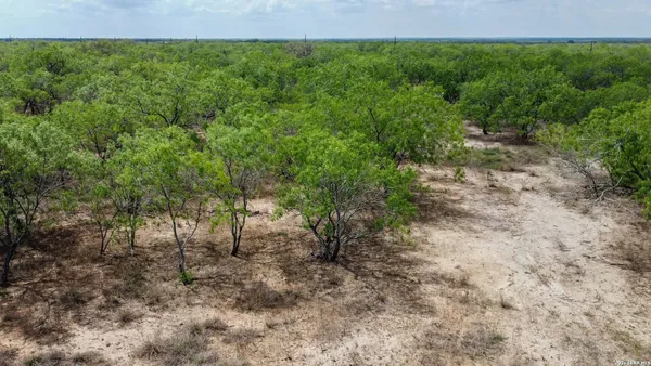 a view of a forest with a street