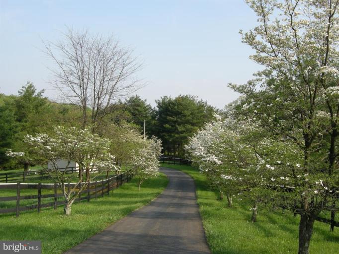 5282 Pond Mountain Road Broad Run, VA 20137 - Photo 16 of 30 DOGWOODS & PEAR TREES LINE DRIVEWAY TO THIS HOME!