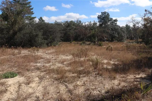 a view of a dry yard with trees in the background