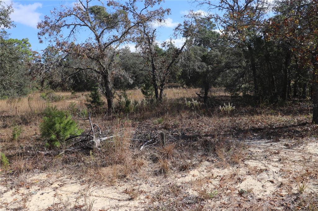 9097 North Peewee Point Dunnellon, FL 34433 - Photo 2 of 7 a view of a yard with a tree