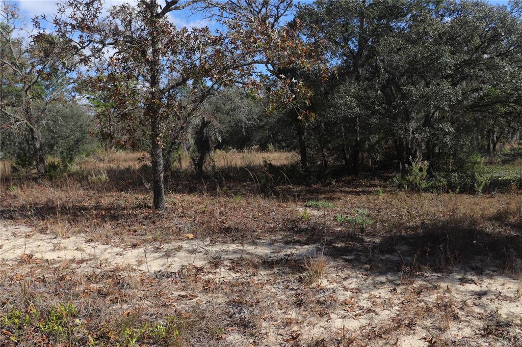 9097 North Peewee Point Dunnellon, FL 34433 - Photo 3 of 7 a view of backyard with green space