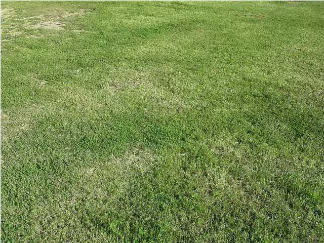 7 Alcide Bonin Road Breaux Bridge, LA 70517 - Photo 3 of 3 Additional Photo
