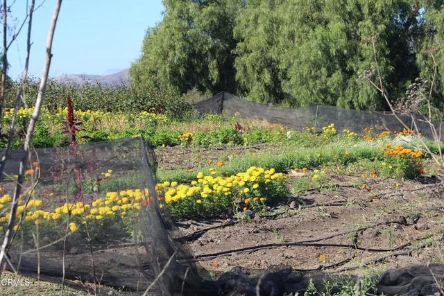 a view of backyard with potted plants and large tree