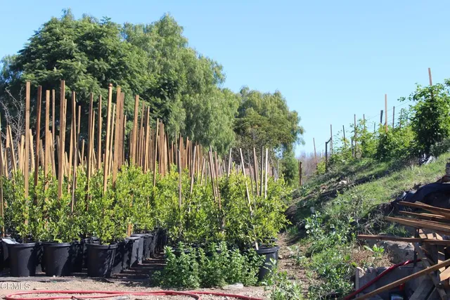 a view of a yard with a tree
