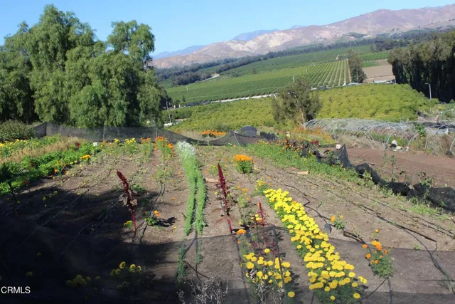 a view of a flower in a yard