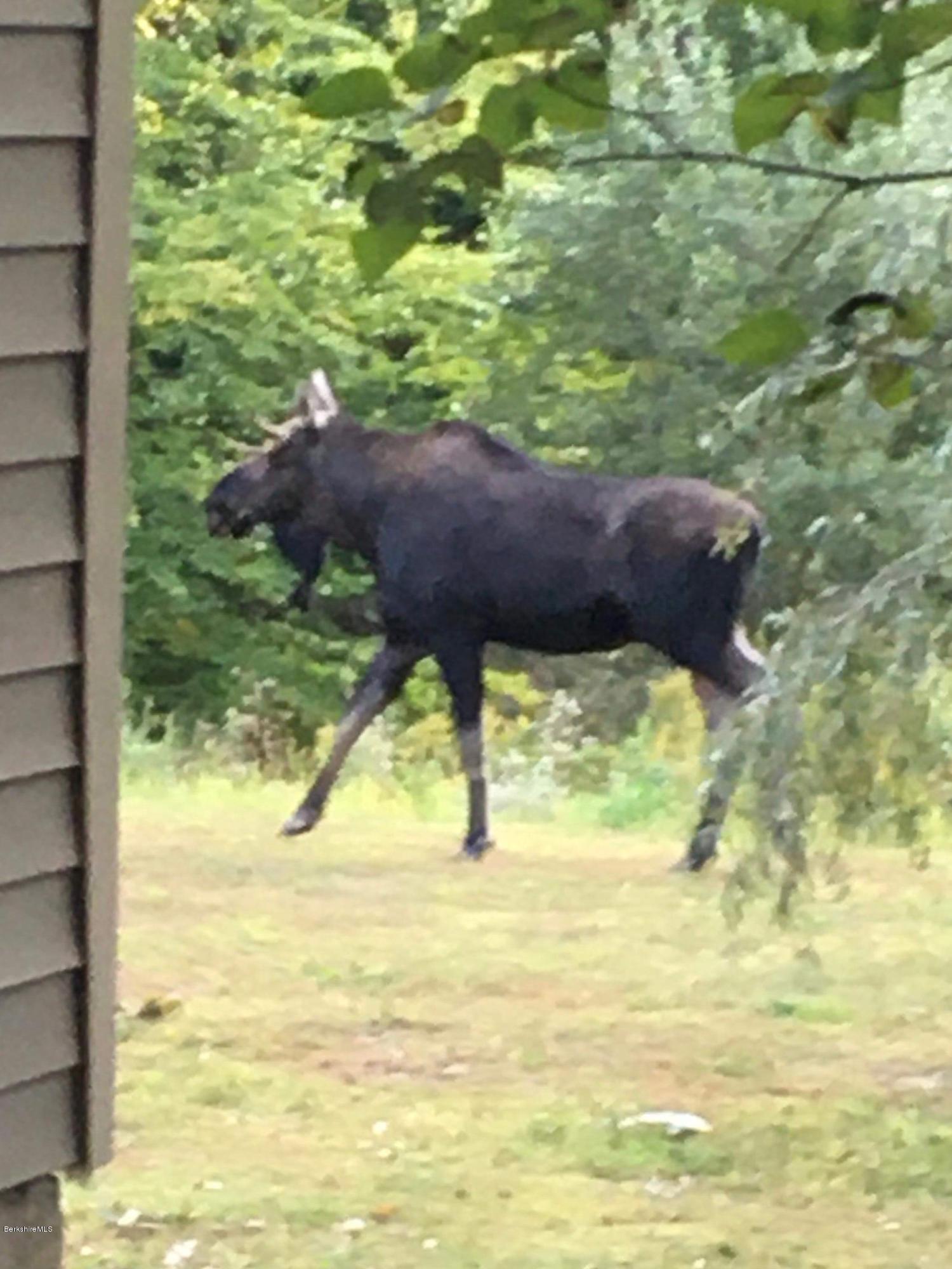 250 Wells Road Becket, MA 01223 - Photo 31 of 34 Moose on the Loose