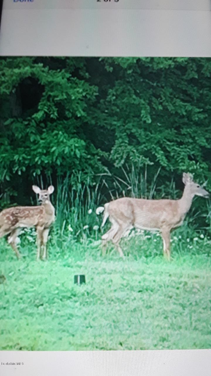 250 Wells Road Becket, MA 01223 - Photo 33 of 34 Deer
