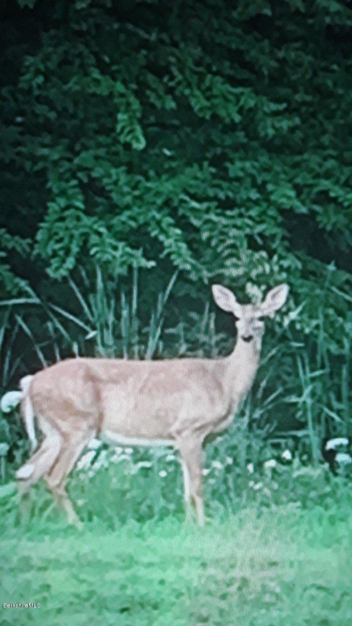 250 Wells Road Becket, MA 01223 - Photo 34 of 34 Solo Deer
