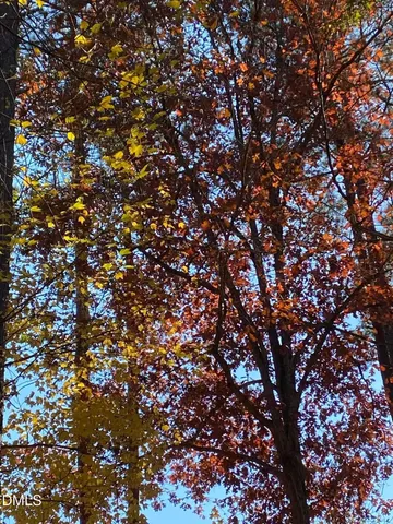 a tall tree in middle of a house