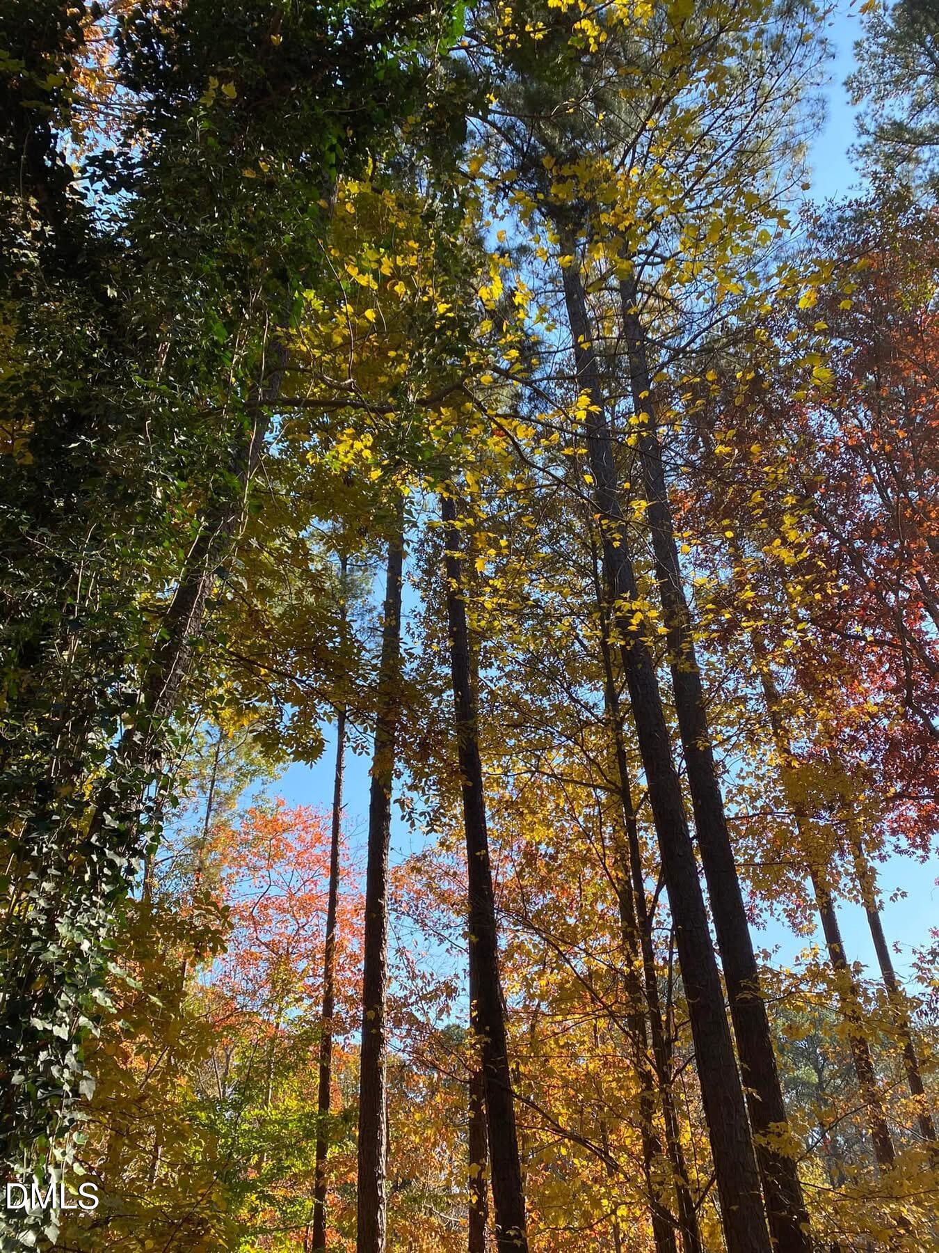 4604 Bartwood Drive Raleigh, NC 27613 - Photo 32 of 38 a view of tree