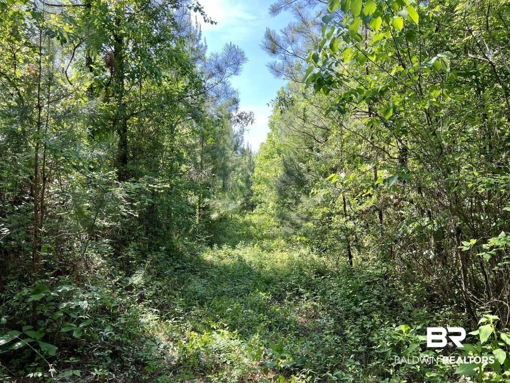 0 Fluker Kiel Road Coffeeville, AL 36524 - Photo 14 of 34