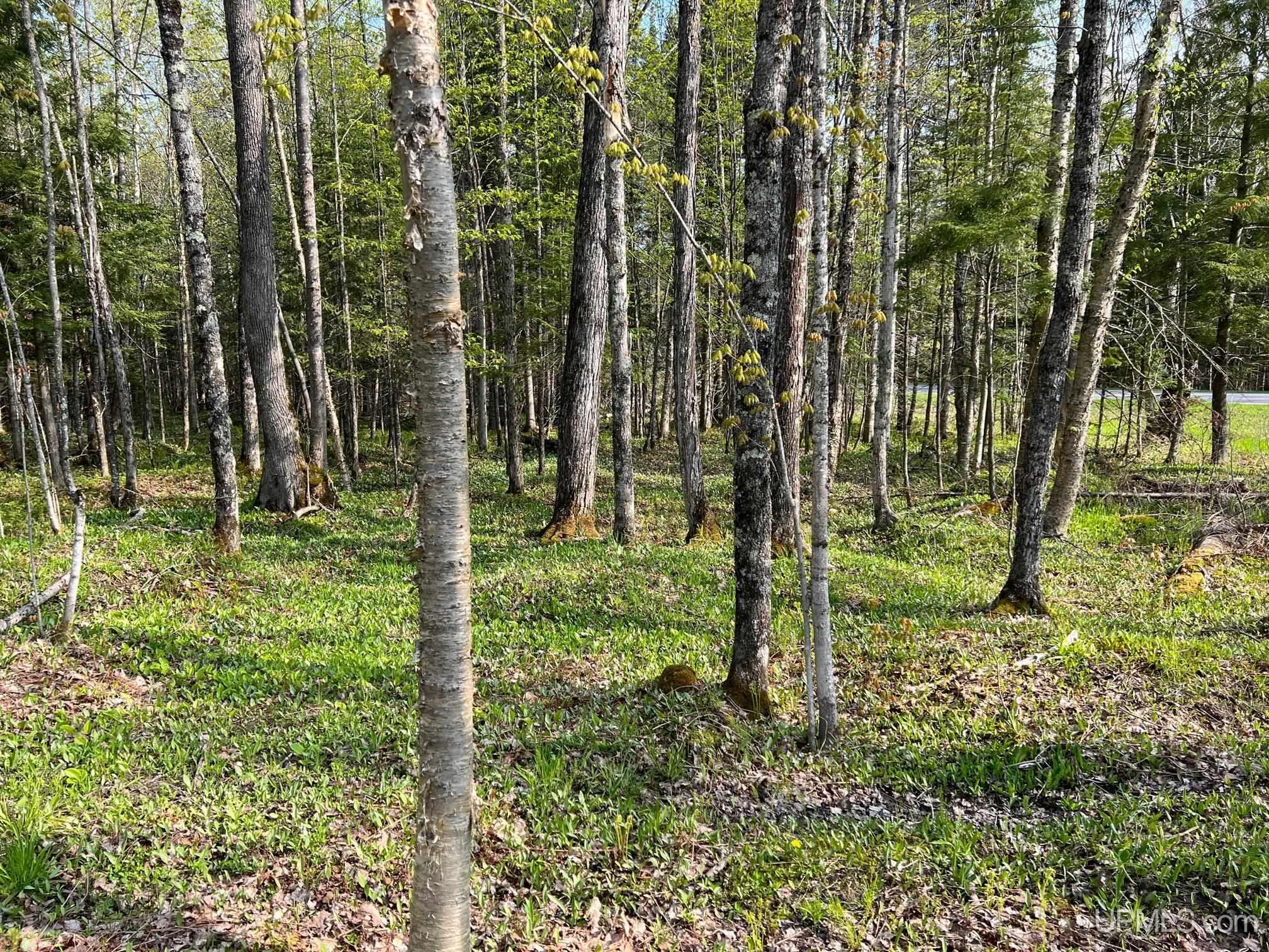 Tbdfg Dog Patch Road, Unit LOT F AND G Lanse, MI 49946 - Photo 10 of 17