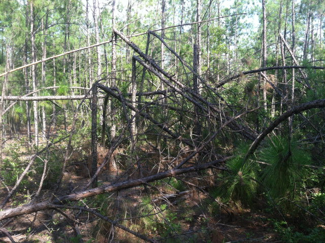 Parcel D Warbonnet Road Salley, SC 29137 - Photo 2 of 3