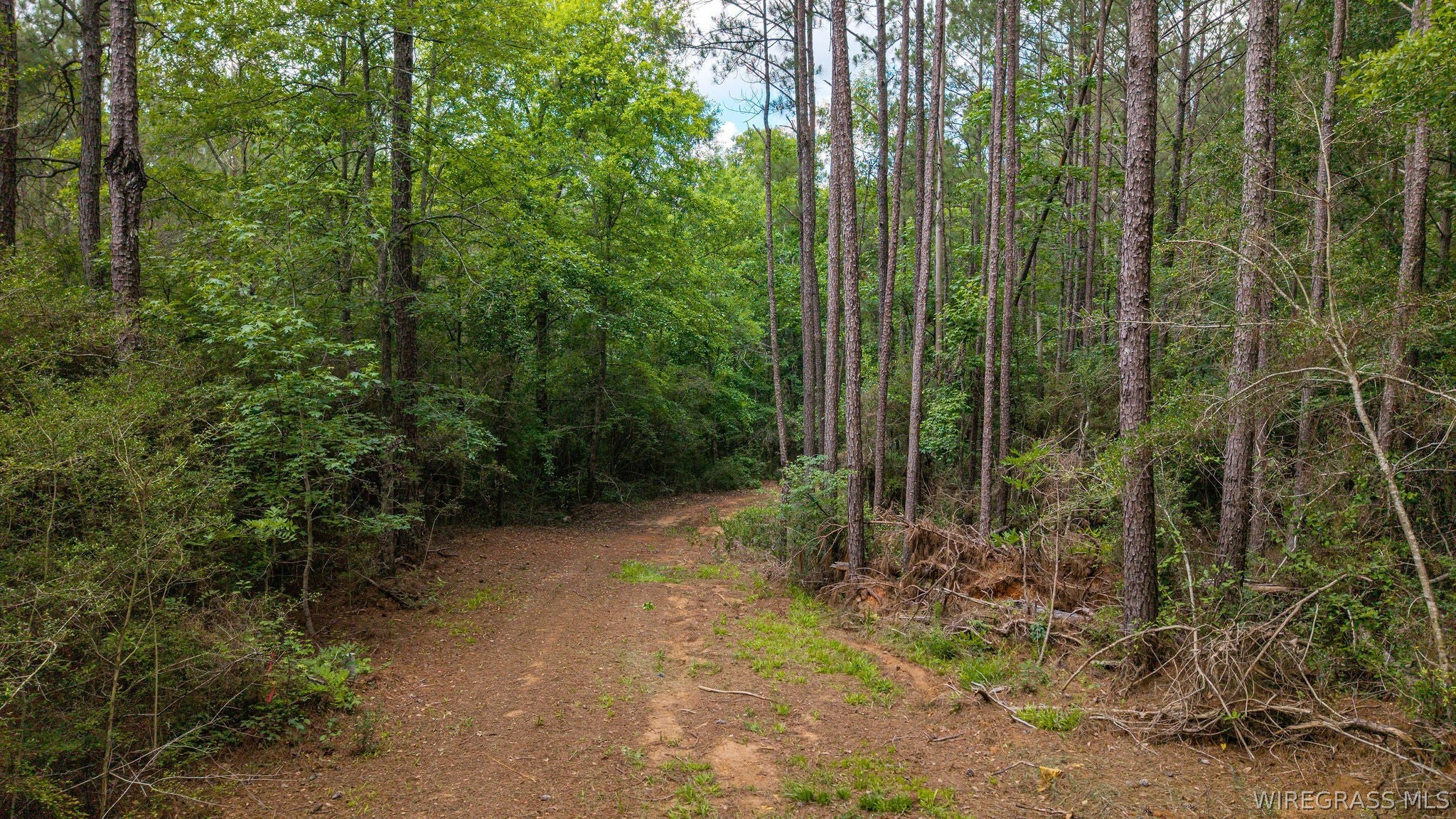0 County Road 245 Road Elba, AL 36323 - Photo 5 of 27 Gallery Image 5