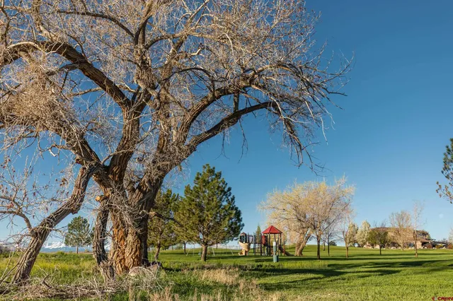 a park with lots of green space pathway and trees