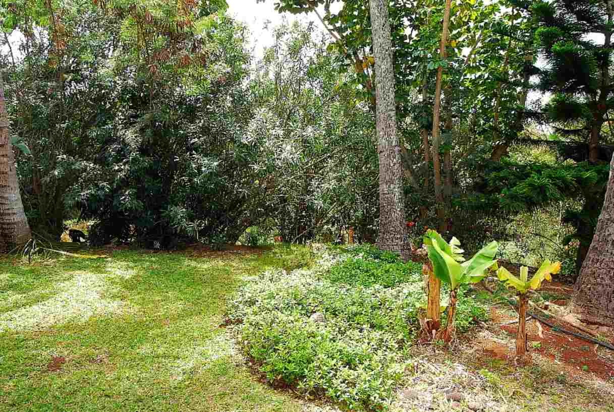 120 Hui F Road, Unit I6 Lahaina, HI 96761 - Photo 8 of 13 a view of a garden with plants