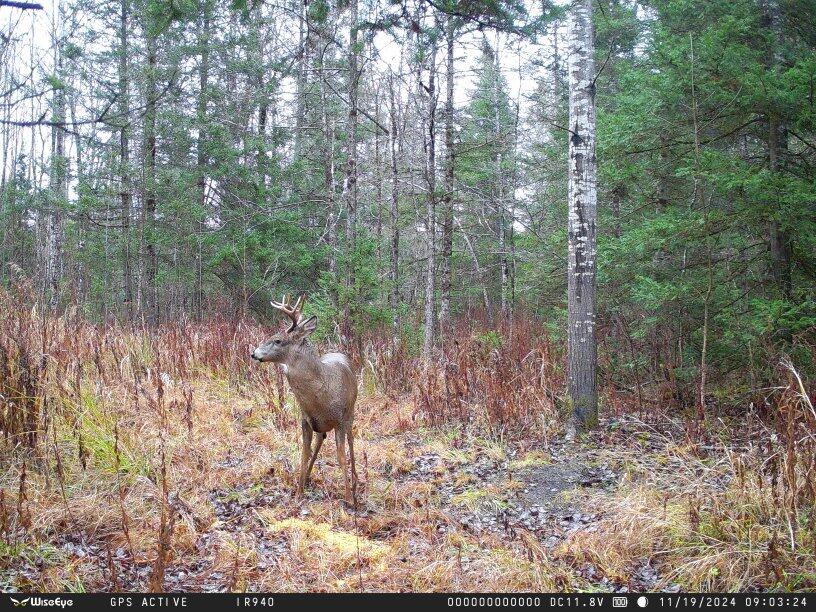 16 East 16 Mile Road Dafter, MI 49724 - Photo 3 of 16 Gallery Image 3