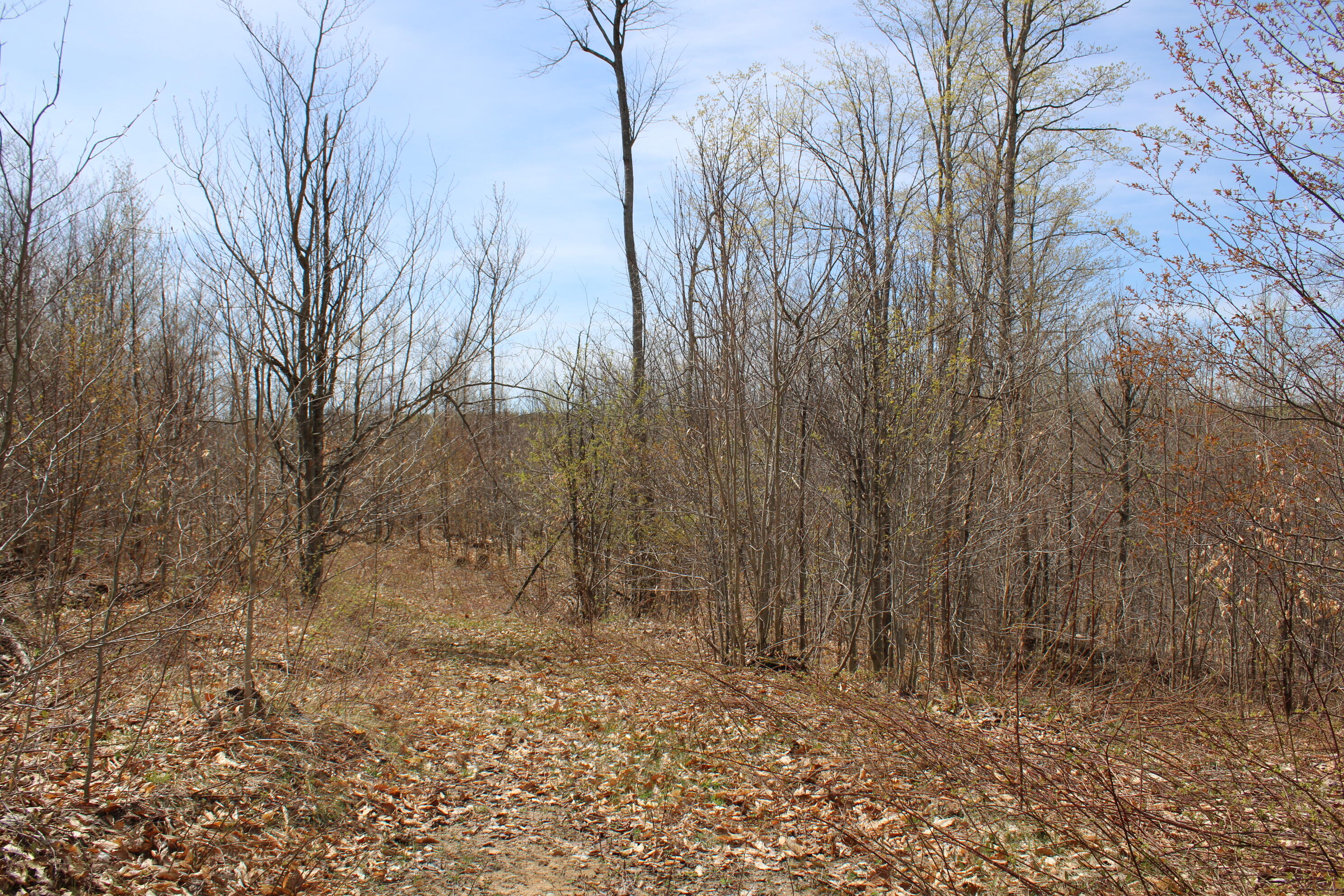 8241 Anger Road Mancelona, MI 49659 - Photo 32 of 42 IMG_5777