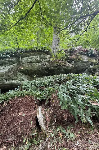 a view of a garden with plants and trees